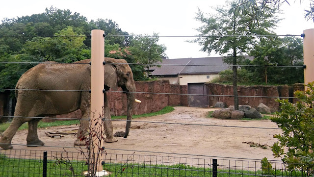 Girl Scouts of North East Ohio at the Cleveland Metroparks Zoo - Elephants