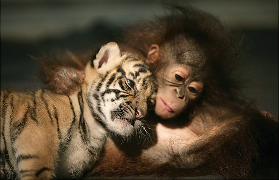 Oddest Animal Couples 01 22 Foto persahabatan hewan yang unik