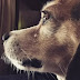 why dogs cry