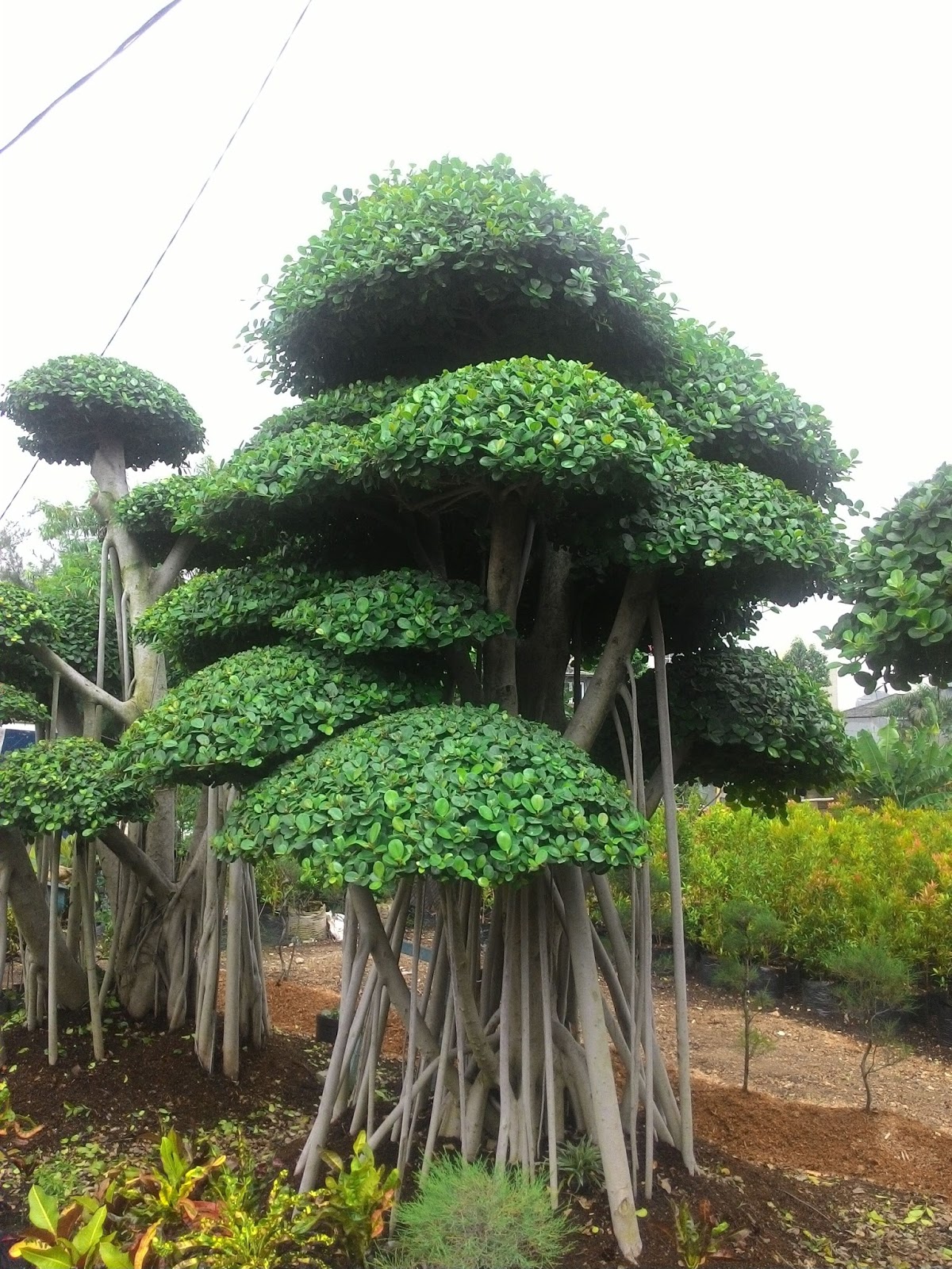 Jual supplier segala jenis pohon Bonsai di Surabaya Dan 