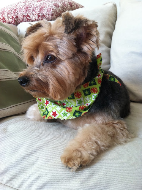 Yorkie-Priscilla-After-The-Groomer