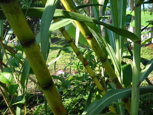 10 Amazing Benefits of SugarCane For Beauty and Your Body