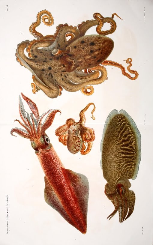 1920s lithograph of cephalopoda species