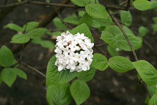 Viorne de Carles - Viburnum carlesii 'Aurora' 