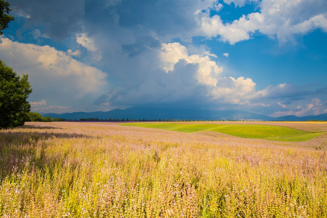 Campi di lavanda a Valensole