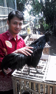 Ayam Cemani Barokah Farm Temanggung