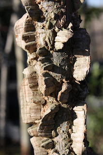 cedar elm bark