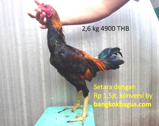 Harga harga ayam bangkok di Thailand jenis ayam birma 