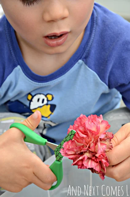 Kid practicing cutting skills with fresh flowers