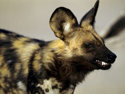 Snarling African Wild Dog Pics