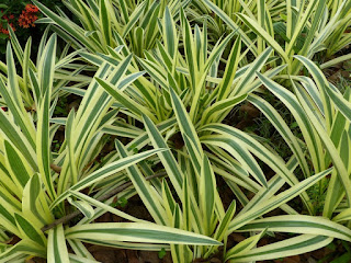 Lys araignée à feuillage panaché - Hymenocallis littoralis variegata