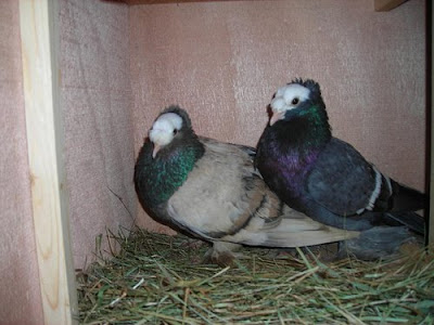 Double Crested Priest Pigeon