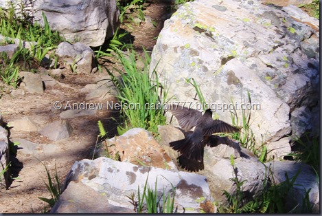 IMG_7745 - Copy