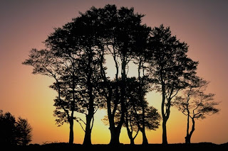 tree & sunset wallpaper