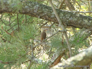 Hermit Thrush