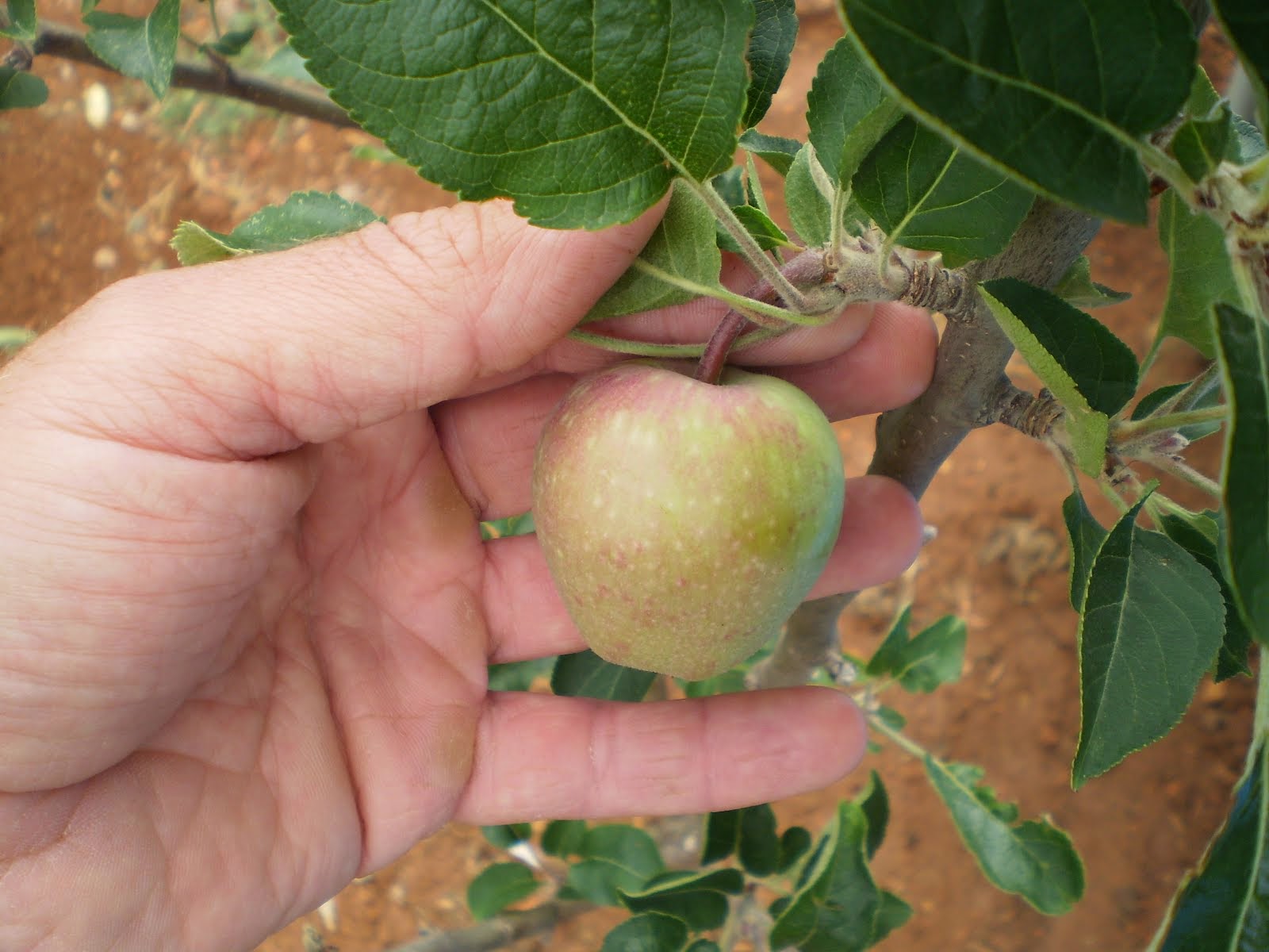 Manzana fuji.