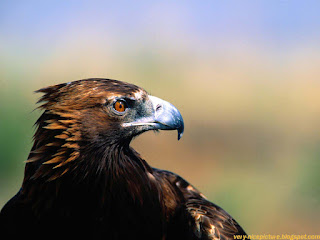 a picture of an eagle, golden