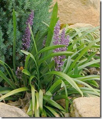 liriope-royal