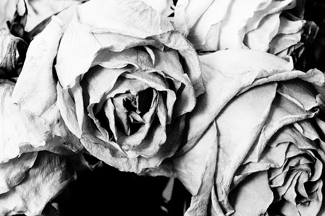 Close up black and white picture of a dying rose
