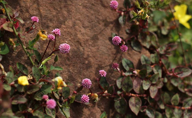 Persicaria Capitata Flowers Pictures