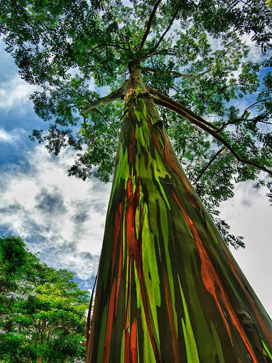 #12. The Rainbow Eucalyptus tree in Kauai, Hawaii - 16 Of The Most Magnificent Trees In The World.