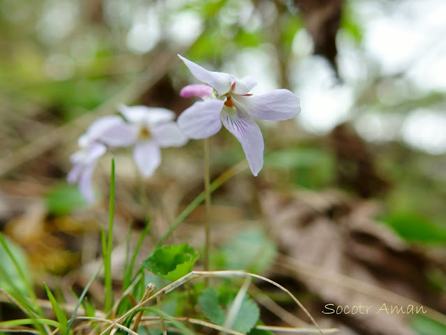 Viola grypoceras