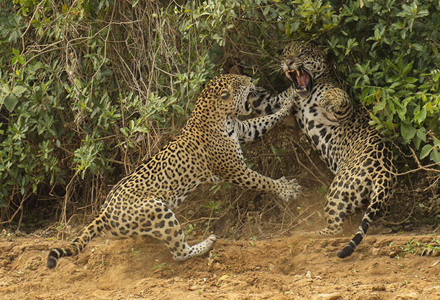 Para ver esta imagen de Jaguares en Brasil