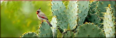 Pyrrhuloxia Bird