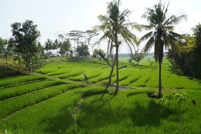 Lanskap indah persawahan, spot baru berfoto bagi pesepeda