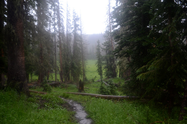 forest and meadow