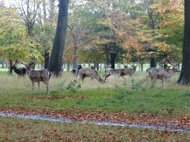 A herd of deer in Phoenix Park!