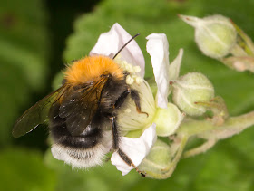 Tree Bumblebee, Bombus hypnorum.  West Wickham Common, 6 June 2014.