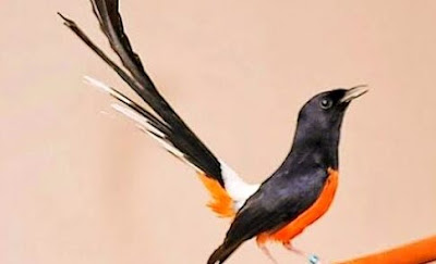 Fakta tentang burung murai Jenis, habitat, ciri dan cara memelihara