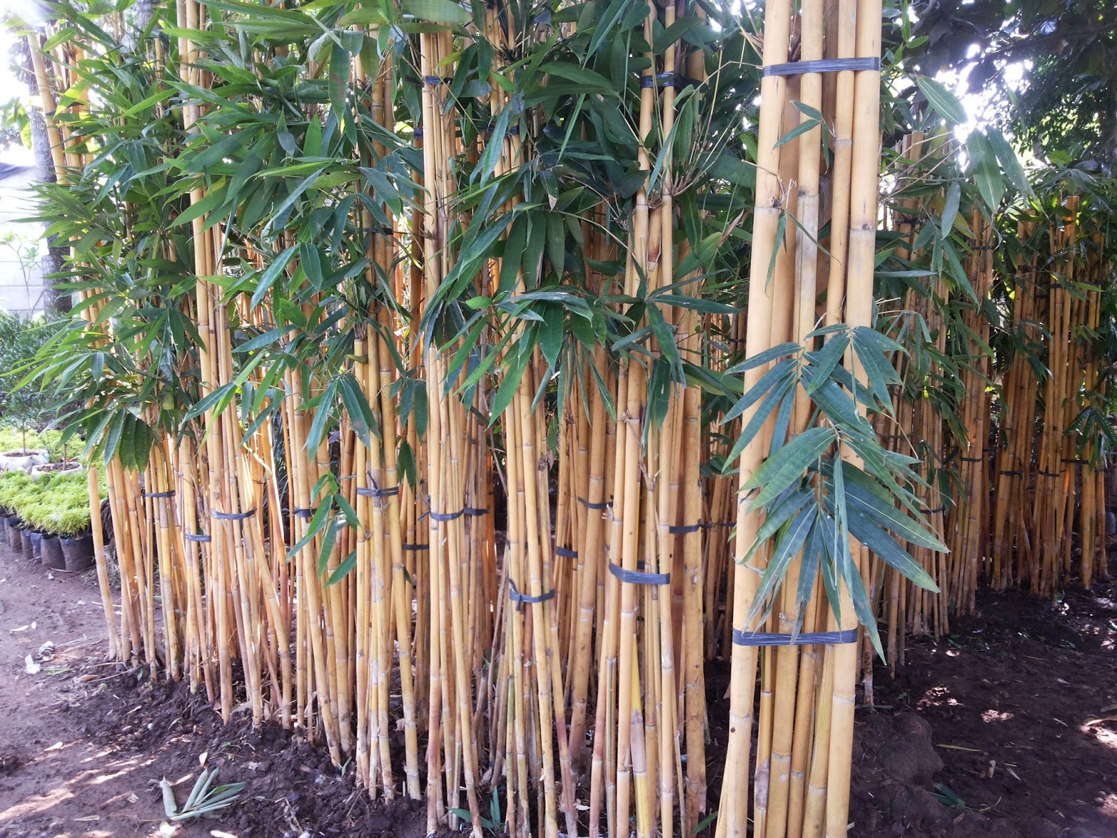 JUAL POHON BAMBU KUNING JUAL BAMBU JEPANG BAMBU KELISIK 