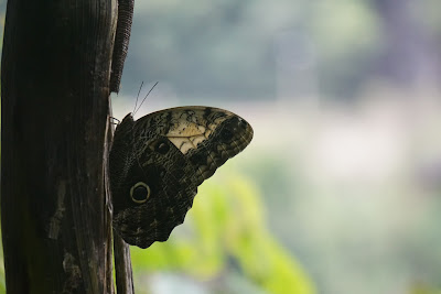 Ce papillon fait la taille d'une mains fermé !