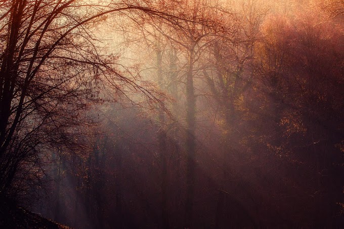 Dense forest with low light