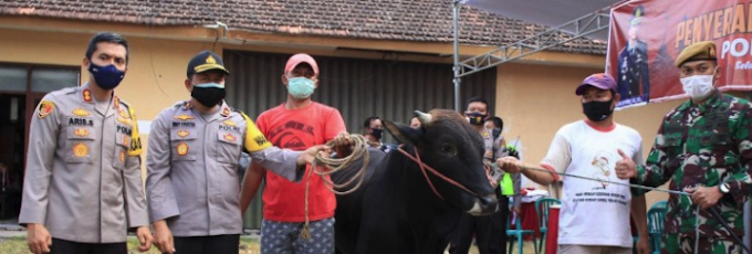 Ekonomi Sulit Polres Jember Tetap Eksis Dengan Serahkan Puluhan Hewan Qurban