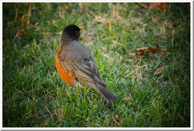 beautiful-bird-free-picture-1 (2263)