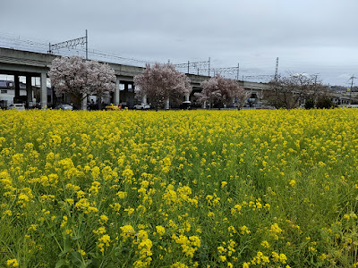 菜の花