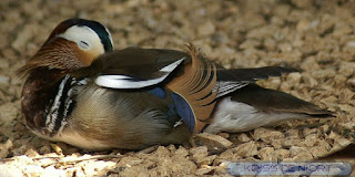 Aix galericulata - Canard mandarin - Anas galericulata