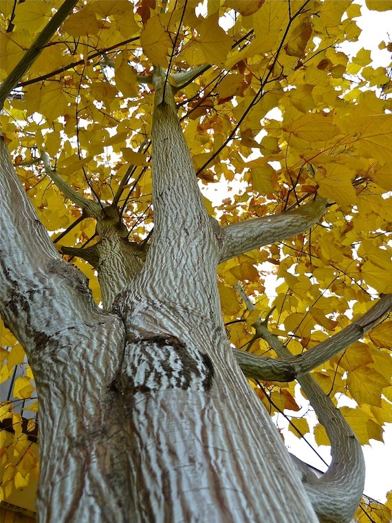 tree with fall yellow leaves