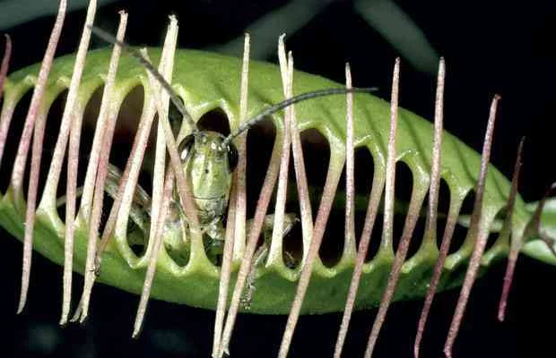 Dicas e cuidados sobre a Dionéia ou Dionaea muscipula Dionea