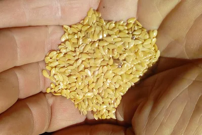 Dry golden lin seeds