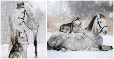 Beautiful Grey Horse And Alaskan Malamute Builds A Unique Bond, And They Star In A Snow Photoshoot