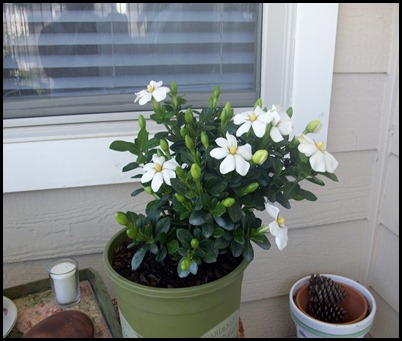 Patio flowers 001