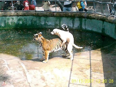 cachorro com tigre