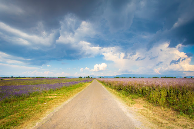 Campi di lavanda a Valensole