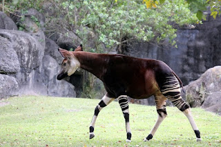 There are many interesting animals, some are baffling to evolutionists. One is the okapi. How it was discovered makes for a very interesting story.