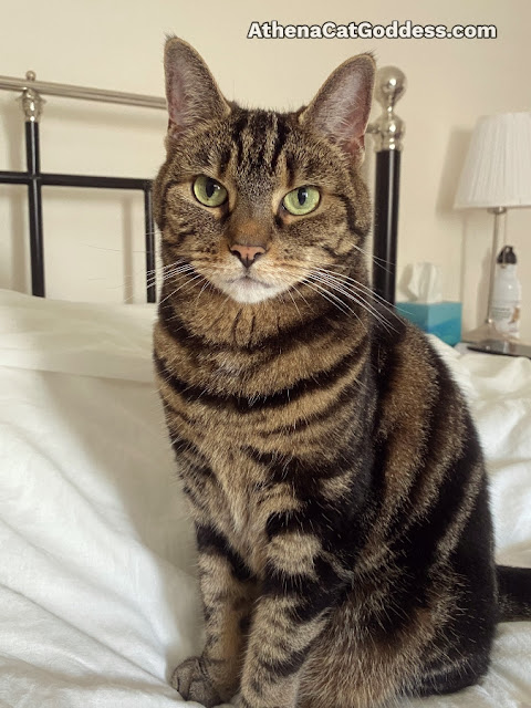 tabby cat posing on the bed