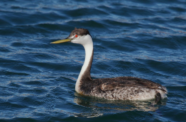 Western Grebe, San Diego Bay.